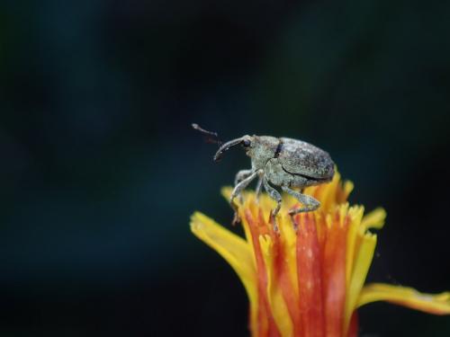 Réf. 195 453 : Parethelcus pollinarius